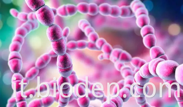 Streptococcus thermophilus